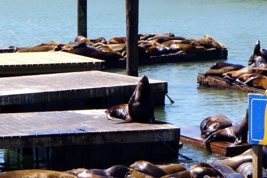Pier 39 San Francisco