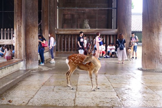 Nara Japan travel; What to do in Nara Japan; What to see in Nara Japan; D.I.Y. Japan itinerary
