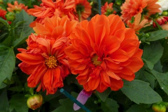 Spring Blooms, United States; Enjoying United States