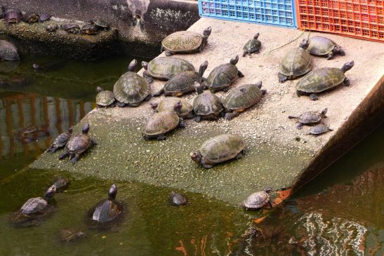 D.I.Y. Half-day Kek Lok Si from Georgetown; Kek Lok Si; Penang; Penang itinerary