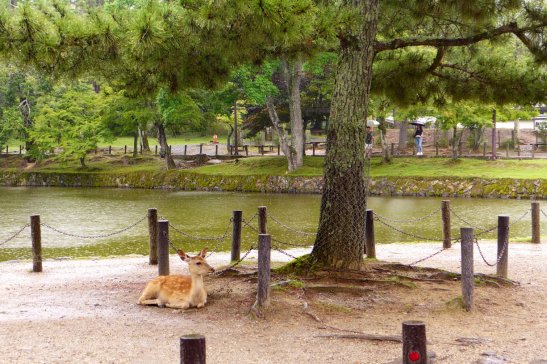 Nara Japan travel; What to do in Nara Japan; What to see in Nara Japan; D.I.Y. Japan itinerary