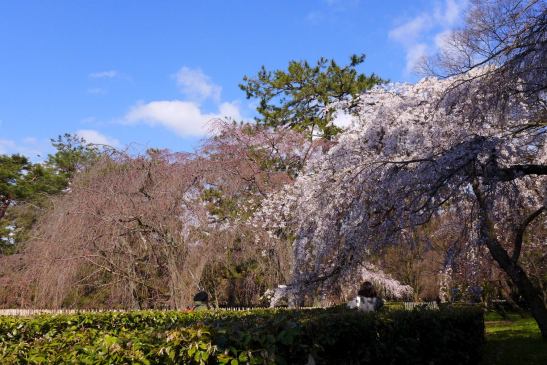 Kyoto Imperial Palace Park