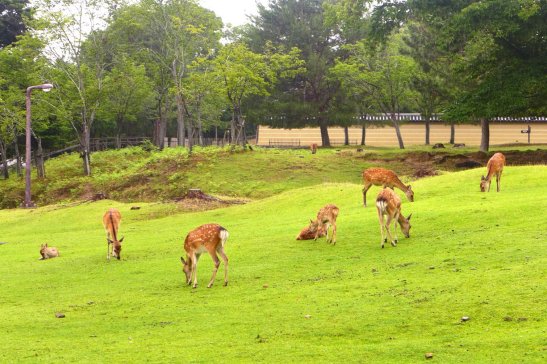 Nara Japan travel; What to do in Nara Japan; What to see in Nara Japan; D.I.Y. Japan itinerary