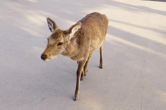 Himeji, Hiroshima and Miyajima in one day