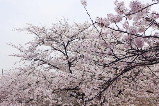 Seoul City Sightseeing Tour Bus Panorama Course, Seoul, South Korea