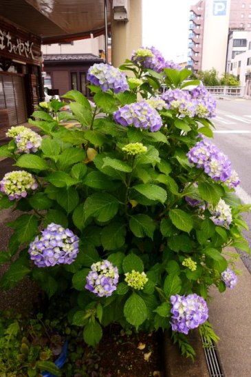 Miyagawa Morning Market; Takayama Japan travel; What to do in Takayama Japan; What to see in Takayama Japan; D.I.Y. Japan itinerary