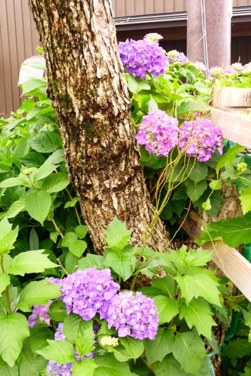 Shirakawa-go; Shirakawa-go Japan travel; What to do in Shirakawa-go Japan; What to see in Shirakawa-go Japan; D.I.Y. Japan itinerary