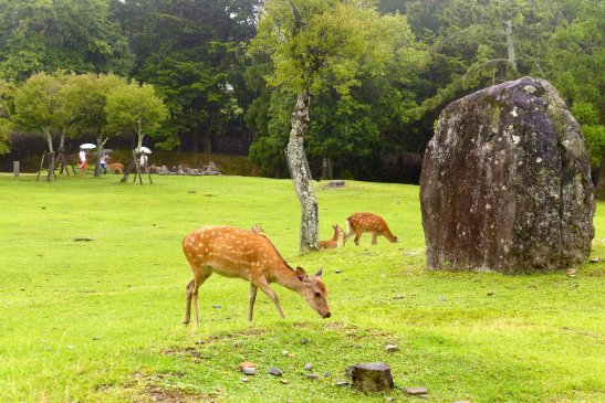 Nara Japan travel; What to do in Nara Japan; What to see in Nara Japan; D.I.Y. Japan itinerary