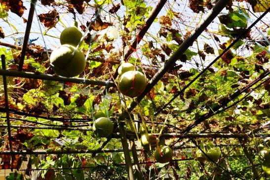 D.I.Y. Half-day Kek Lok Si from Georgetown; Kek Lok Si; Penang; Penang itinerary