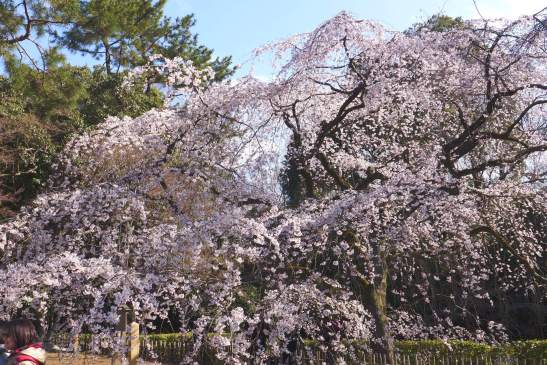 Kyoto Imperial Palace Park