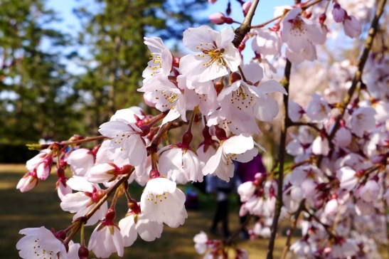 Kyoto Imperial Palace Park